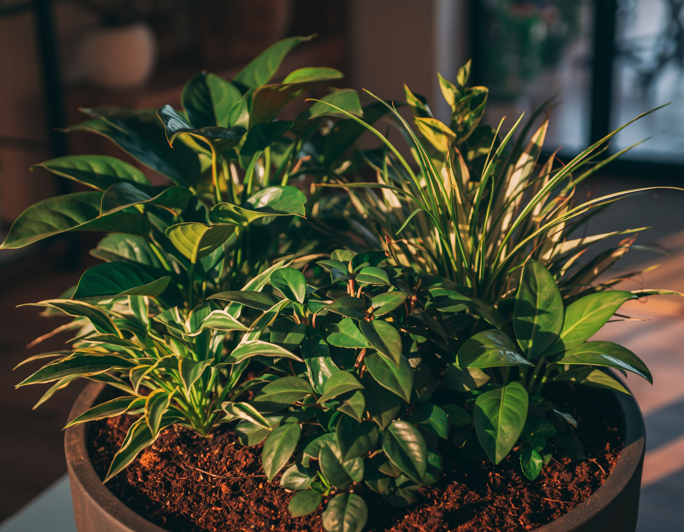 Top 5 Tips for Indoor Plant Care